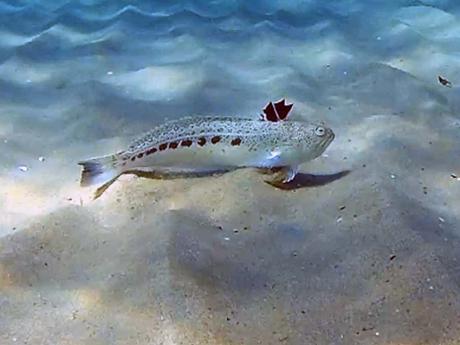 Descubre la fauna marina de Tarragona Pez araña