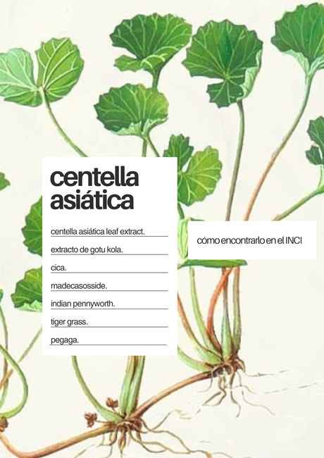 centella asiatica madecassoside que es para que sirve beneficios piel kbeauty cosmética coreana acné piel sensible cicaplast tiger Grass centella asiatica madecassoside que es para que sirve beneficios piel kbeauty cosmética coreana acné piel sensible cicaplast tiger Grass