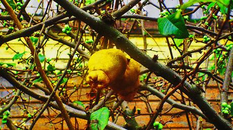 Las cuatro estaciones y Proyectos de pasado - Ana Blandiana Las cuatro estaciones y Proyectos de pasado - Ana Blandiana