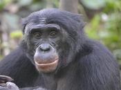 bonobo. primate casi humano
