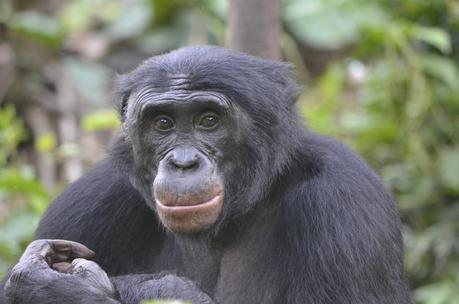 El bonobo. Un primate casi humano