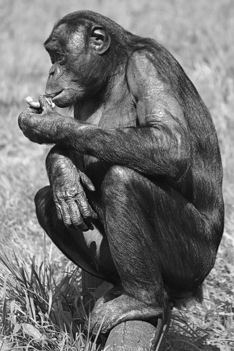 El bonobo. Un primate casi humano