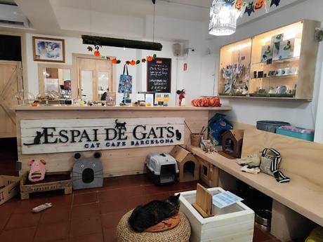 Espai de gats: El primer cat-café de Barcelona Espai de gats