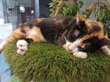 Espai de gats: El primer cat-café de Barcelona Espai de gats