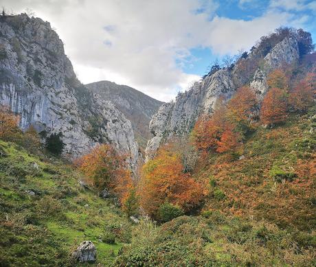 Bosque de Purupintu desde Orle