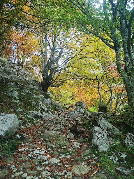 Bosque de Purupintu desde Orle