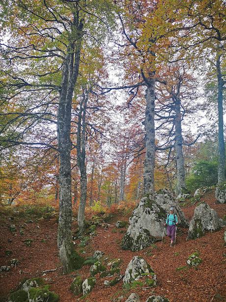 Bosque de Purupintu desde Orle