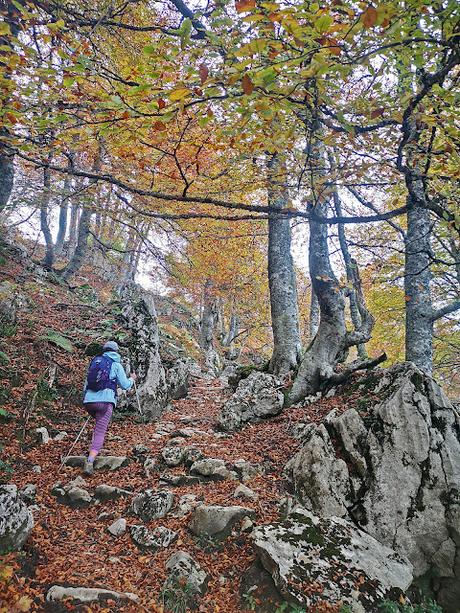 Bosque de Purupintu desde Orle