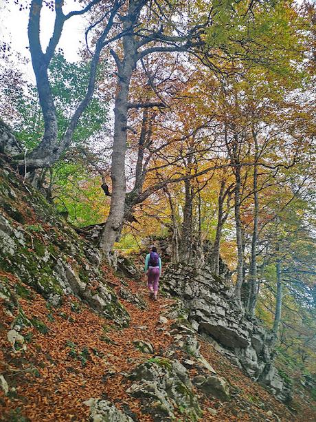 Bosque de Purupintu desde Orle