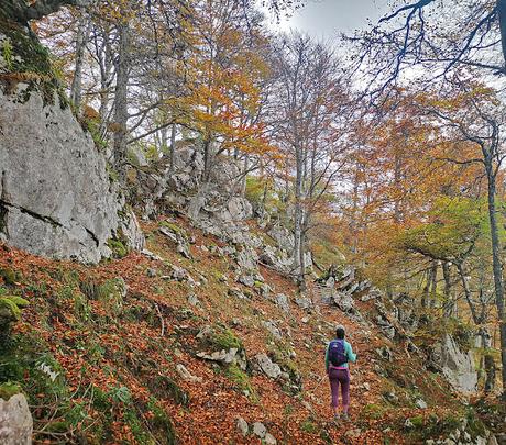 Bosque de Purupintu desde Orle