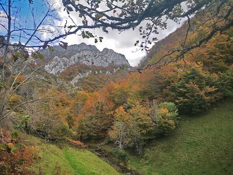 Bosque de Purupintu desde Orle