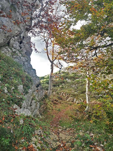 Bosque de Purupintu desde Orle