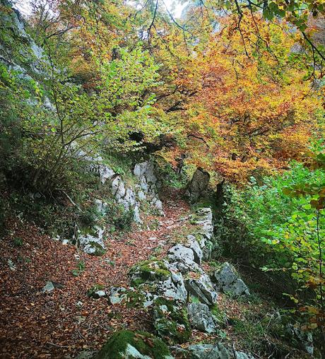 Bosque de Purupintu desde Orle