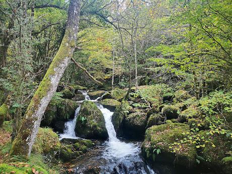 Bosque de Purupintu desde Orle