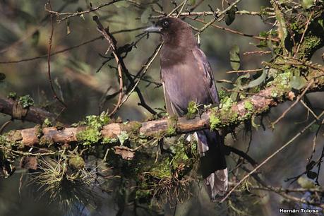 Urraca morada (Cyanocorax cyanomelas) Urraca morada (Cyanocorax cyanomelas)