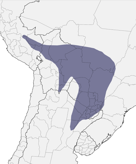 Urraca morada (Cyanocorax cyanomelas) Urraca morada (Cyanocorax cyanomelas)