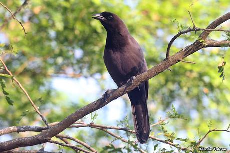 Urraca morada (Cyanocorax cyanomelas)