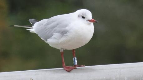 Gaviota reidora RBZB
