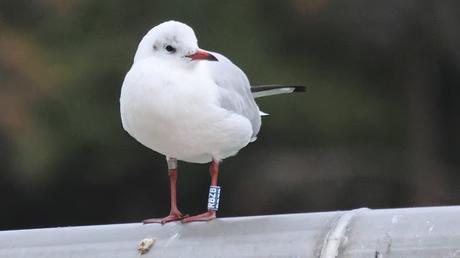 Gaviota reidora RBZB