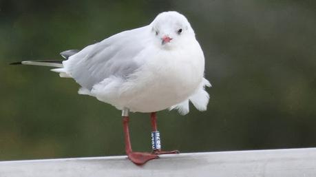 Gaviota reidora RBZB