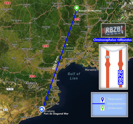 Gaviota reidora RBZB