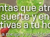 Plantas Atraen Buena Suerte Energías Positivas Hogar