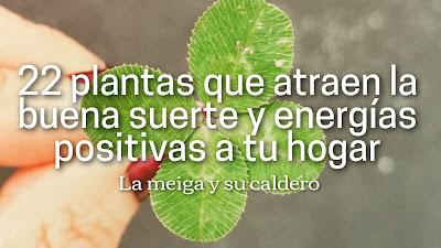 22 plantas que atraen la buena suerte y energías positivas a tu hogar 22 plantas que atraen la buena suerte y energías positivas a tu hogar