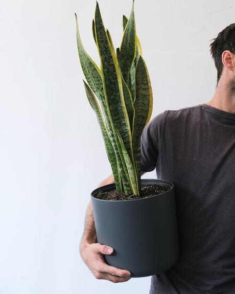 Hombre con una sansevieria Hombre con una sansevieria