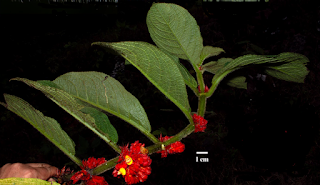 Se descubre una nueva especie de planta en el Chocó Andino ecuatoriano, se trata de Drymonia tomentosa