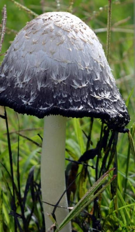 Coprinus comatus
