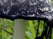 Coprinus comatus
