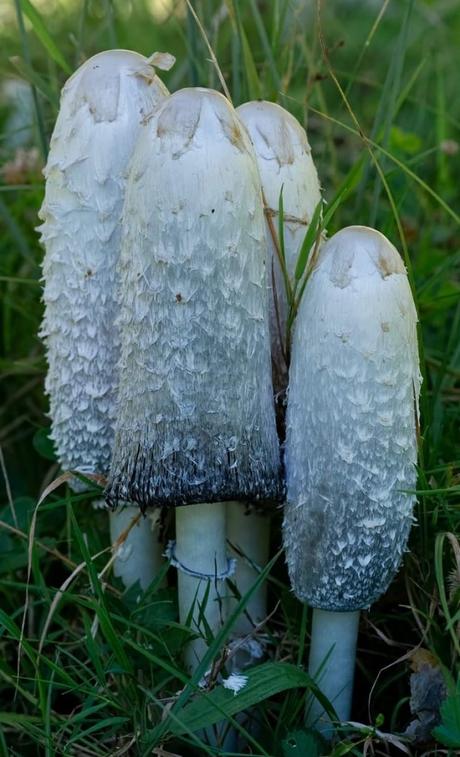 Coprinus comatus