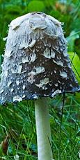 Coprinus comatus