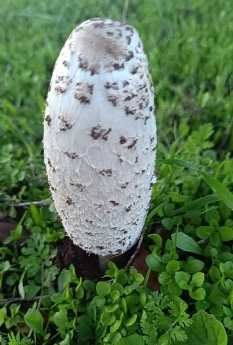 Coprinus comatus