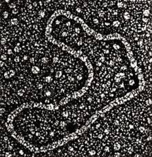 Describen el mecanismo del ADN circular extracromasómico para impulsar el cáncer