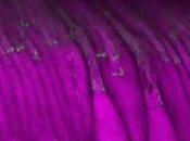 terapia génica restaura audición mejora visión