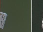 Lectura Parcial Gaviota Reidora Anilla Rusa :xx29746 MOSKVA