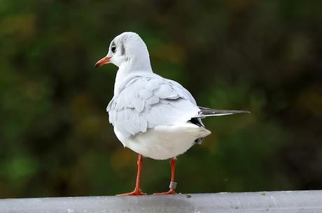 Lectura Parcial de Gaviota Reidora con Anilla Rusa :xx29746 / MOSKVA