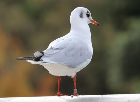 Lectura Parcial de Gaviota Reidora con Anilla Rusa :xx29746 / MOSKVA