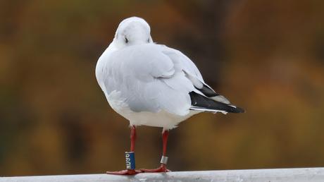 La gaviota que estuvo en Rusia. ND96 La gaviota que estuvo en Rusia. ND96