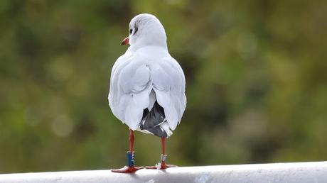 La gaviota que estuvo en Rusia. ND96 La gaviota que estuvo en Rusia. ND96