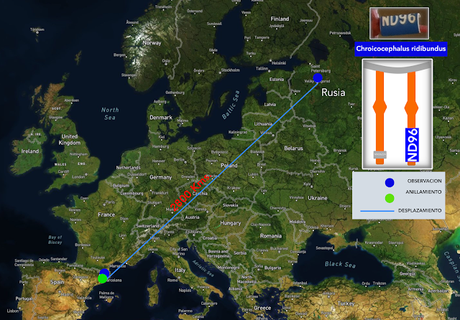 La gaviota que estuvo en Rusia. ND96 La gaviota que estuvo en Rusia. ND96