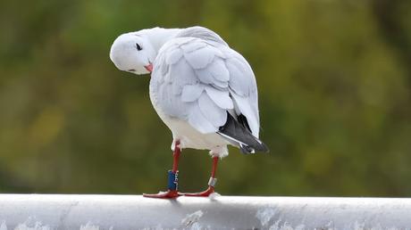 La gaviota que estuvo en Rusia. ND96 La gaviota que estuvo en Rusia. ND96