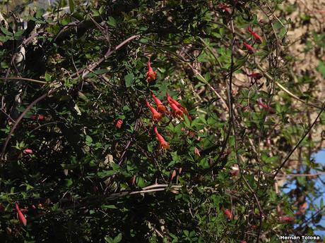 Parque Nacional Ciervo de los Pantanos (septiembre 2024)