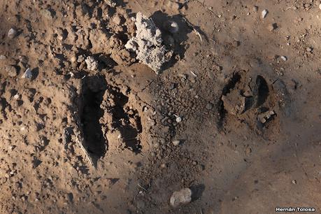 Parque Nacional Ciervo de los Pantanos (septiembre 2024)