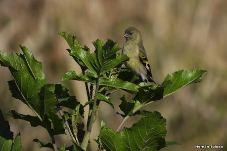 Parque Nacional Ciervo de los Pantanos (septiembre 2024)