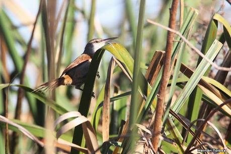 Parque Nacional Ciervo  de los Pantanos (septiembre 2024)