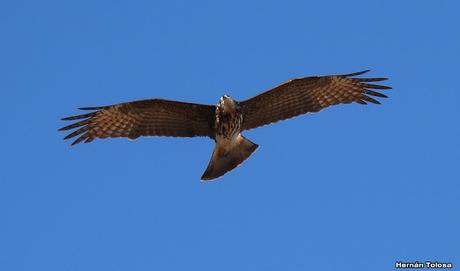 Parque Nacional Ciervo  de los Pantanos (septiembre 2024)