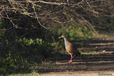Parque Nacional Ciervo  de los Pantanos (septiembre 2024)