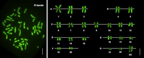 La promesa de los cromosomas humanos artificiales